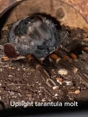 A post by @emmsimemmsi on TikTok caption: I can't believe I witnessed my Brachypelma auratum molting upright… and I even had the chance to film it🤭 I’m so happy that I was able to observe such a interesting moment and I’m glad I can share it with other people!🕷️ . . . . #tarantula #tarantulasoftiktok #vogelspinne #spinne #spider #häutung #molting #tarantulamolting #tarantulamoltingvideo #animals #tiere #fy #fyp #foryou #fürdich 