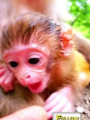 A post by @qianyu888999 on TikTok caption: #monkey #cute #Love #animals #foryou 