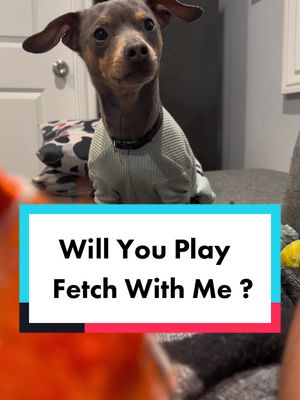 A post by @stitchthechiweenie__ on TikTok caption: Stitch has energy that lasts him 24 hrs a day. Will you play fetch with him for me , thankz 😊❤️ #stitchthechiweenie #cutevideos #chiweeenie #chihuahua #dachshund #stitch #chiweenioftiktok #cutepuppies #cutedogs #smalldogs #familydog #dachshundlife #dachshundsoftiktok #chihuahuastiktok #smallcutedogs #greydog 