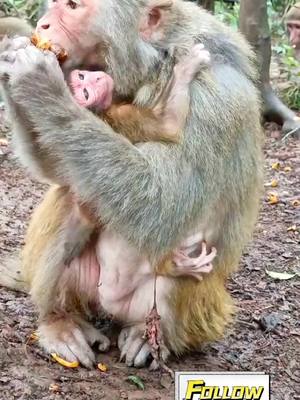 A post by @qianyu888999 on TikTok caption: I didn’t even bite the umbilical cord right after the birth 😱😱😱😱#monkey #animals #Love #animals 