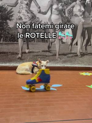 A post by @costumerialariula on TikTok caption: OBI - Accoglienza clienti 🛼 #roller #rollerskating #rollerskates #rollerskate #pattini #pattiniarotelle #pattininaggio #pattinivintage #scarpevintage #funnydog #funnydogs #cane #cani #asmr #dogasmr #asmrsounds #dogsoftiktok #dogsvideo #costumeria #lariula #costumerialariula #noleggiocostumi 