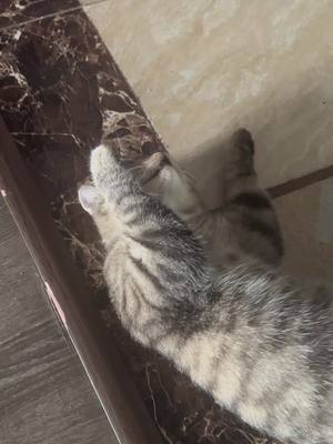 A post by @funny_animal_world9 on TikTok caption: Giấc mơ trưa !