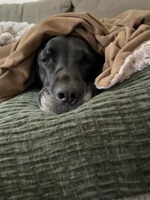 A post by @dollysworldxo on TikTok caption: Hidden in plain sight #greatdane #dogsoftiktok #dollysworld 