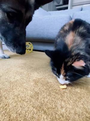 A post by @spicycalico on TikTok caption: i just witnessed a crime! ! #dog #dogs #dogsoftiktok #gsd #gsdoftiktok #pet #pets #PetsOfTikTok #animal #cat #cats #catsoftiktok #calicocat #calico #germanshepherd 