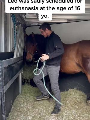 A post by @chevalerie.ca on TikTok caption: Welcome to our rescue Leo! To help out, go see our TreeLink. We save many animals from unnecessary euthanasia every year - since 2018! #helpanimalsinneed #animalrescue #horses #rescueanimals #rescuehorse #animalshelter #rescuedhorse 