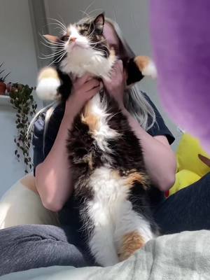 A post by @spicycalico on TikTok caption: she is currently plotting my death.  #cat #catsoftiktok #calico #calicocat #pet #petoftiktok #pforpapas 