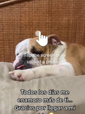 A post by @cuba.labulldog on TikTok caption: Cuba en AI #bulldogpuppy #mascotastiktok #aidogsoftiktok #fypシ #fyp 