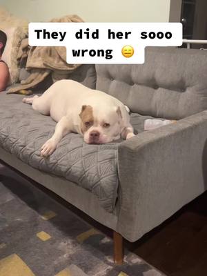 A post by @hungryhippos on TikTok caption: Its been sooo long mom doesn’t even know hot to change the sound on a post 😂. #americanbully #rescued #weightlossjouney 