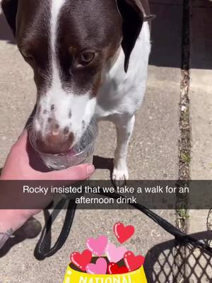 A post by @officialwerre on TikTok caption: Someone decoded they wanted to go for a nice walk and a drink today #fyp #rocky #bardog #rockafeller #goodestofboys #mandbestfriend 