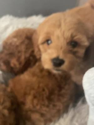 A post by @firstcoastgoldendoodles on TikTok