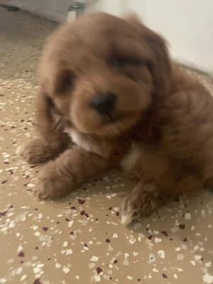 A post by @firstcoastgoldendoodles on TikTok