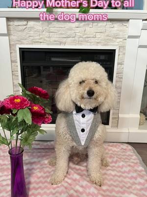 A post by @mr.finnegann on TikTok caption: #mothersday #mothersday2023 #dogmothersday #dogmomsoftiktok #doodles #minigoldendoodle #dogsofinstagram #MrFinneganthemnigoldendoodle #dogsoffacebook #doodlesoftiktok #dogmodel @TikTok @Chewy @M. Wright L #@lilypradapet #followme