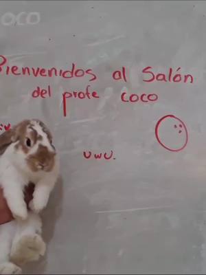 A post by @the.cocoo on TikTok caption: Coco conductor  #🥥 #conejo #coco #parati #fyp #foryou #viral #tiktokviral #maestro #profe #manejar #enseñar #enseñaramanejar #carro #conducir #tutorial #humor #funny 