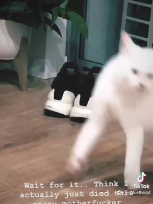 A post by @bigbluethecat on TikTok caption: Im fast as fck boiiiii 💨 #catsoftiktok #funnycat #zoomies #bigbluethecat #catlover #cattok 