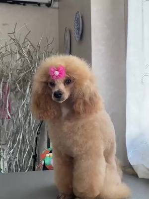 A post by @_veronica_biga_ on TikTok caption: La nostra bellissima Emma ❤️ #poodletoy #barboncino #barboncinotoy #Love #dog 