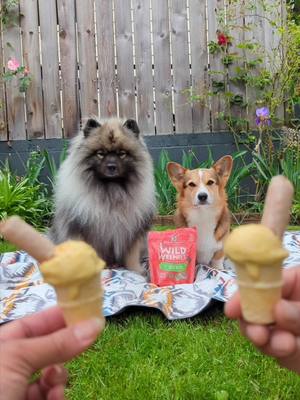 A post by @pavlovthecorgi on TikTok caption: Making ice cream for our dogs using the Ninja creami 