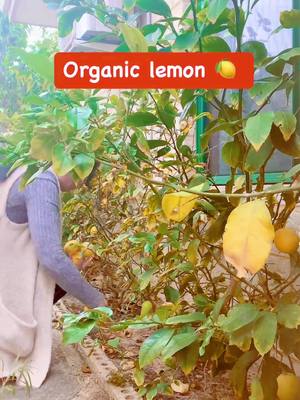 A post by @mamayetzkie on TikTok caption: #organiclemon  #backyardgarden #freshandorganic  #fypシ  #fypspotted 