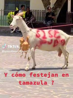 A post by @juangudinof05 on TikTok caption: #chivas #sisepudo