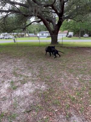 A post by @mamacitalinda12 on TikTok caption: #KingCorso’s #puppylearning 