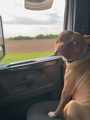 A post by @heather_lynn_1974 on TikTok caption: He loves lookimgnout the window! #puppylove #dogsoftiktok #truckersoftiktok #spoiledrotten