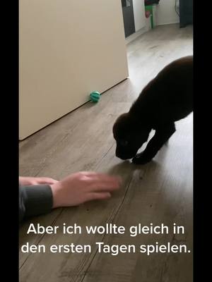 A post by @mali.der.labbi on TikTok caption: Zwei gemeinsame Jahre ❤️ könnt ihr euch noch an das erste zusammentreffen mit euren Fellnasen erinnern? #labrador #labradorretriever #welpe