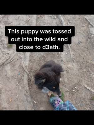 A post by @dog.ari on TikTok caption: #dog #puppy #fyp #rescue #rescuedog #lost 