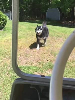 A post by @toooturntttina on TikTok caption: I miss my boy so much 💗 #dogsoftiktok #malamute #husky #fyp #dogs #fluffy #cute #boy #bigman #taz  #doggyheaven