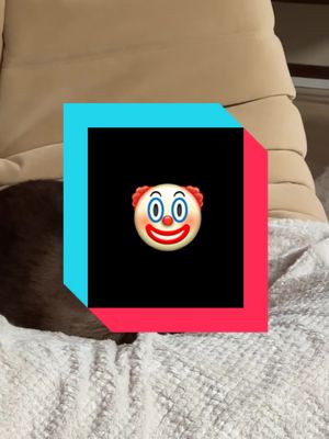 A post by @memarzl on TikTok caption: #ILoveMyKittyCat #Katzenvideos #funny #meme #CatVideo #CuteCats #funnycats #CatTrends #clip #LustigeKatzenvideos #beta #funnycat #ai #kittycat 