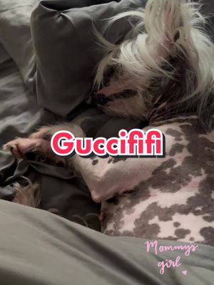 A post by @bronzegatecresteds on TikTok caption: My girl, my world! 🌎 #hairlessdog #hairlessdogsoftiktok #hairless #chinesecrestedhairless #guccififi #chinesecrested #hairlesschinesecrested #bronzegatecresteds 