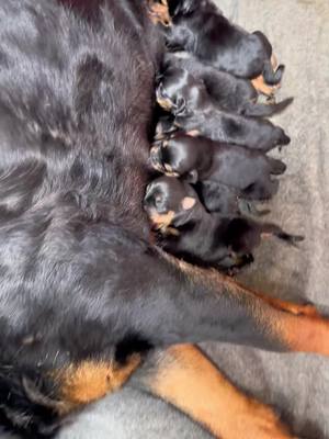 A post by @aleha_gologan on TikTok caption: Time to eat 😍#rottweiler #babydoggy 