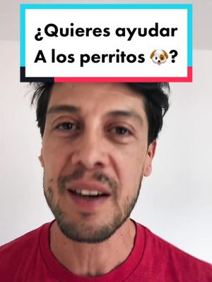 A post by @saulmercadomx on TikTok caption: Ayudame a ayuda a los perritos mientras generamos conciencia y recursos con musica. #adoptanocompres #adoptaunperro #adoptaunperritodelacalle #adoptaungato #perritosdetiktok #perritosdelacalle #adopcionresponsable #actormexicano #amantedelosperros #amoamiperro #rescateanimal #rescatistasmexico #AprendeEnTikTok #musicaconcausa 