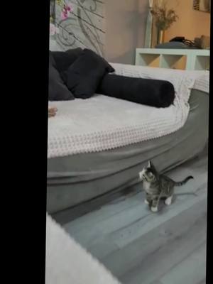 A post by @luna_dog1o on TikTok caption: #animalvideos #cutecat  #CuteCats  #LustigeKatzenvideos  #mycat  #kitten  #lustig  #