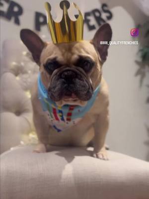 A post by @wwqualityfrenchies on TikTok caption: 🥳Happy 5th Birthday, Wisnton 🥳