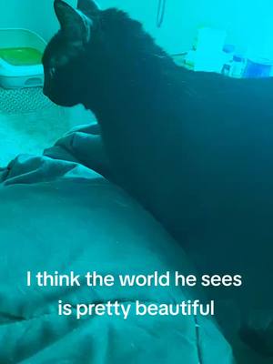 A post by @astrojoker on TikTok caption: I don't know why this is making everyone so sad. Everything looks like it's underwater. So cool! #filter #fyp #cat #catsoftiktok #catvision 