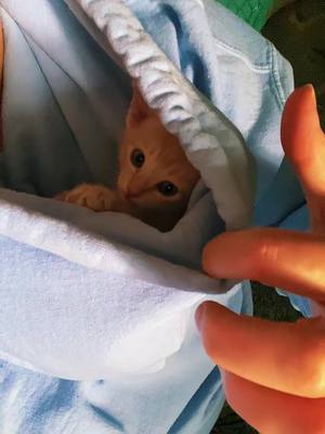 A post by @spokenspirit on TikTok caption: Cream the runt being the cutest.  #kitten #catsoftiktok #cute 