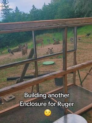 A post by @rugerthemink on TikTok caption: #rugerthemink #wtf #😅 #building #new #minkgirl #ruger #PetsOfTikTok #tiktokmink #fyp #mink #outside 