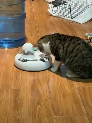 A post by @cutiemeow1230 on TikTok caption: he likes this toy 🥰#funnycat #catvideo #cat #fyp #tiktok