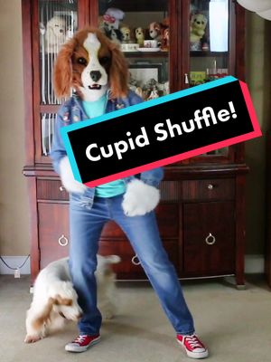 A post by @bakemeupbuttercup on TikTok caption: Basil and Rusty showing off their dance moves! 🐶🕺 #cupidshuffle #dogdance #caninefreestyle #furrytiktok #spanielsoftiktok 