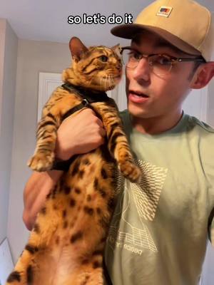 A post by @yoitsls on TikTok caption: Well this didn’t end good. #catsoftiktok #walkingmycat #catonaleash 