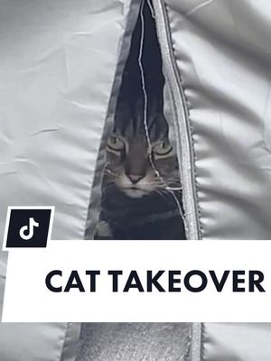 A post by @jessica_grizzle on TikTok caption: He owns it now! 🐱 #catsaga #grizzlegarden #catsoftiktok #cattok #cat