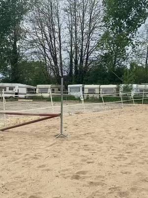 A post by @cha.malefique7 on TikTok caption: Avec Gold petite séance de saut 🫶🏻 #cso #pourtoi #4u #cheval #poney #foryou 