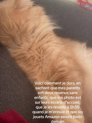 A post by @pacha_caramel on TikTok caption: Une vie de prince 🤭🥹 #spoiledcat