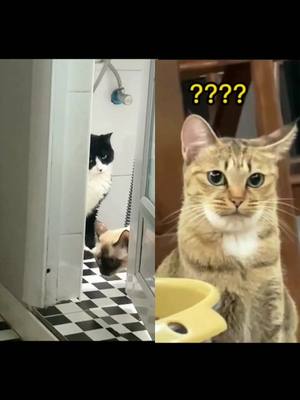 A post by @cutiemeow1230 on TikTok caption: I think LiHua cats are beautiful.#catvideo  #funnycat #cat #fyp #tiktok