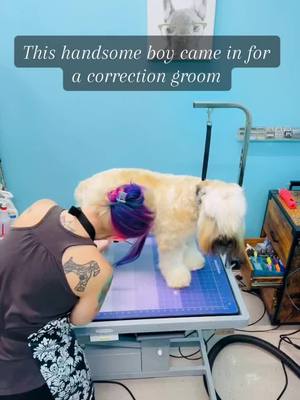 A post by @bougie_bitches_dog_spaw on TikTok caption: Wheaten transformation #thefurdistrict #doggrooming #WomenOwnedBusiness #wheatenterrier #breedstandard #groomersoftiktok #cavecreek 