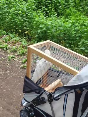 A post by @tickiditokwoman on TikTok caption: #cockatoo #fyp Just walking the parrot with one of the dogs she loves it