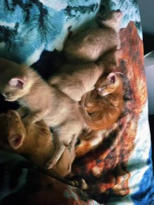 A post by @spokenspirit on TikTok caption: Naptime for the growing babes #kitten #catsoftiktok #cute #naptime #kittensoftiktok #yawn 