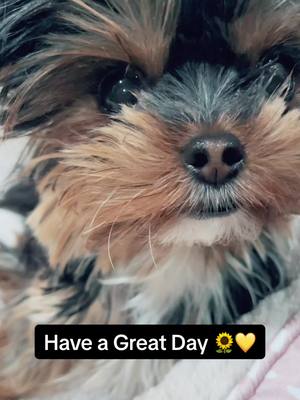 A post by @vivienleighyorkie on TikTok caption: Love you, besties! 🌻🐶 #adorablepets #doglovers #yorkie #yorkiemom #puppyvideoscute #puppydog #puppies #puppylove #puppy #yorkiesoftiktok #yorkielover #yorkiepuppy #yorkshireterrier #dogoftheday #dogoftiktok #puppiesoftiktok #funnydogvideos #cutepuppies #cutepet #cutepuppy #littledogs #doglover #doglove #cuteness #dogsoftiktok #PetsOfTikTok #trendingdogsoftiktok #puppyplaytime