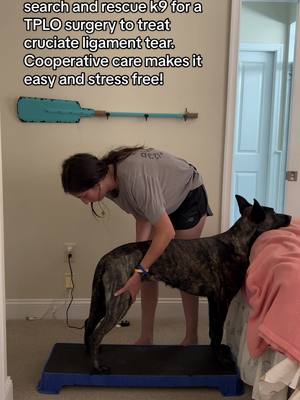 A post by @kathryns.canines on TikTok caption: Dont force your dogs into being handled! Make it comfortable for them! Here I am doing a rear leg weight shift as part of Valkyrie’s physical therapy. She is holding a stand stay and chin rest to make it stress free! #cooperativecare #k9rehabilitation #searchandrescue #k9 #canine 