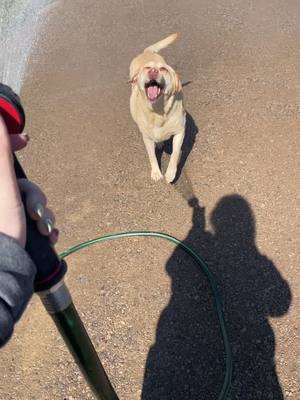 A post by @grungybisonboutique on TikTok caption: When your boyfriend tells you to wet the roadbase and your dog has orhwr plans 😂🤦🏼‍♀️❤️ #wyoming #fyp funny #dogsoftiktok #labrador #humor #country #dogmom #lab #dogs