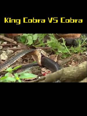 A post by @thejollyfarm on TikTok caption: King cobra VS Cobra#fyp #animals #animalworld #wildlife #animalsoftiktok @TikTok @tiktok creators 